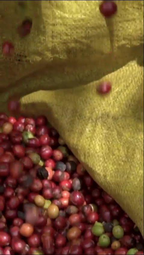 Freshly picked red and green coffee cherries gathered on a golden sack